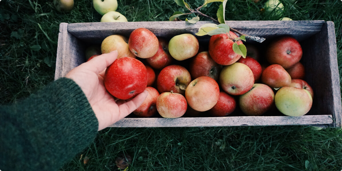 gepflückte Äpfel in einer Holzkiste