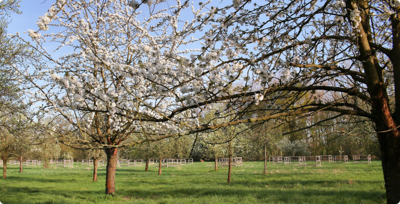 Streuobstwiese mit Obstbäumen im Frühling